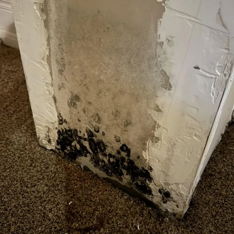 Professional Mold Removal in Brown County, IL